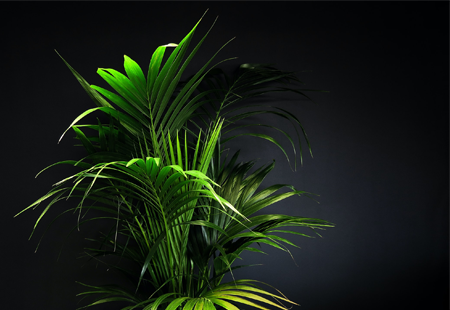 Bild: Symbolbild: grüne Pflanze auf schwarzem Grund | Joäo Paulo Pereira, unsplash.com