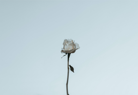 Foto: weiße Rose | Luis Quintero, pexels.com 